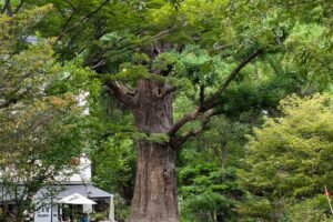 日比谷公園の｢首かけイチョウ｣